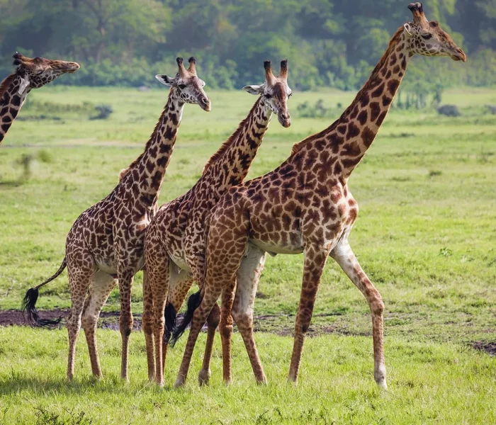 Arusha National Park1