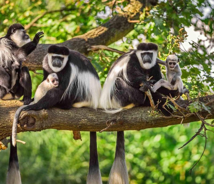 Arusha National Park2