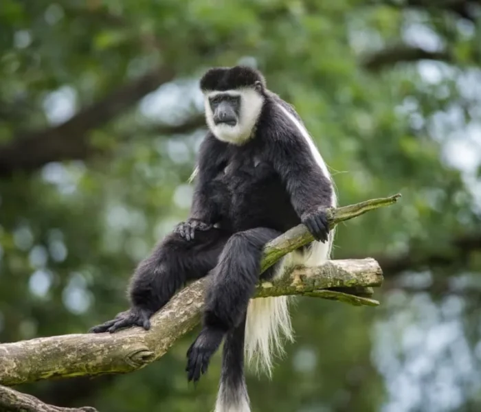 Colobus monkeys arusha