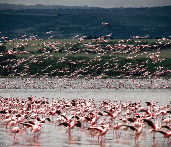 Lake Manyara National Park day trip
