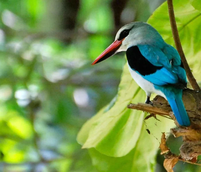 Lake Manyara National Park day trip3