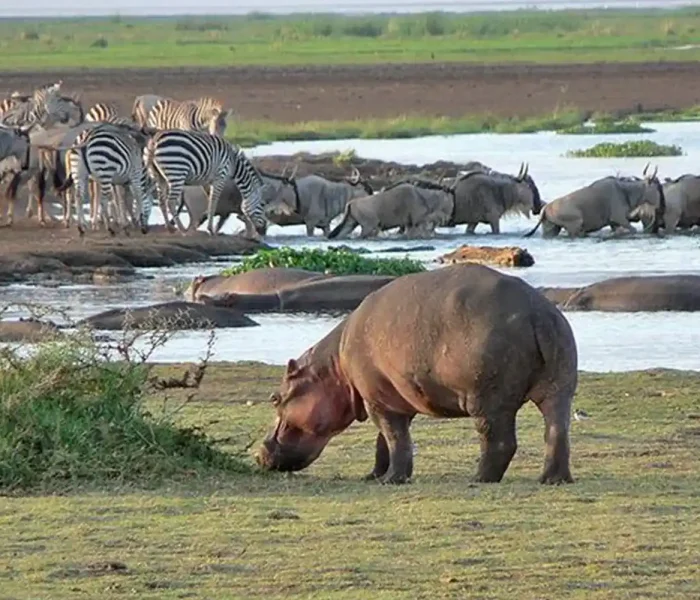 Lake Manyara National Park1