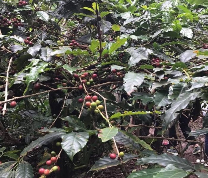 Materuni Waterfall & Coffee Tour12