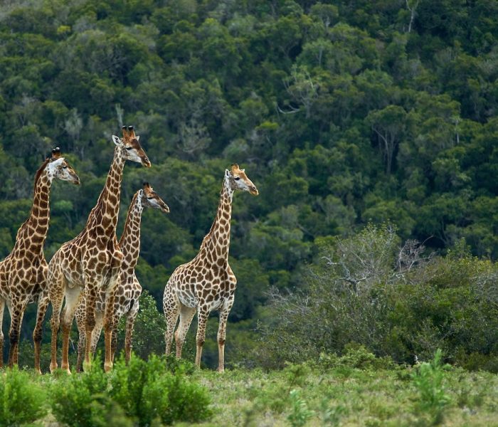 Mikumi National Par4