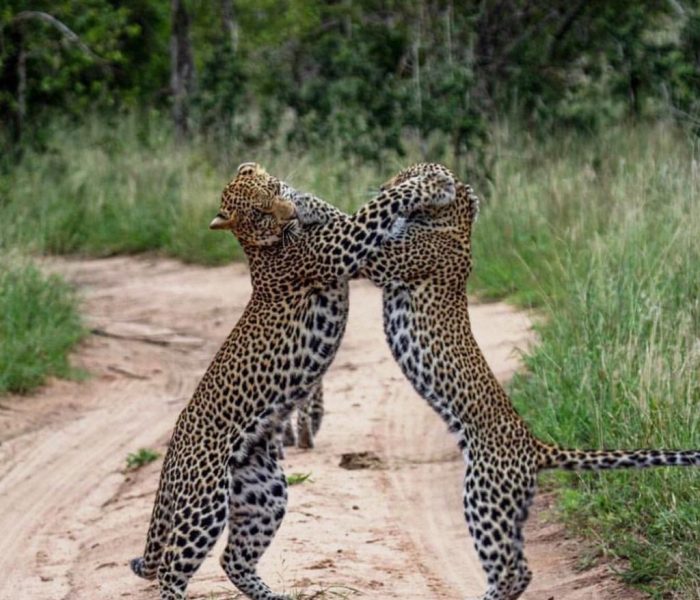 Mikumi National Park2