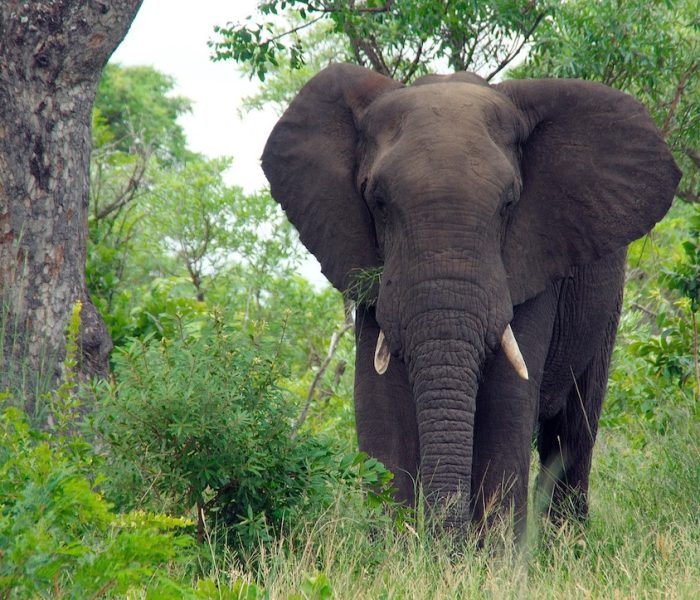 Mikumi National Park3