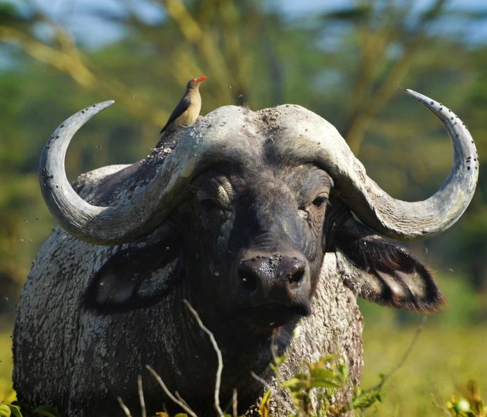 Ngorongoro Crater bufallo1