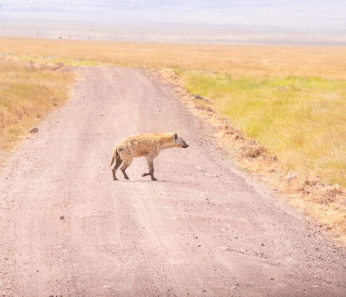 Ngorongoro Crater day trip14