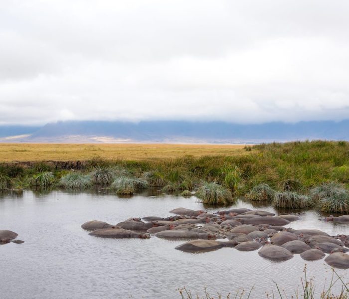 Ngorongoro Crater day trip2