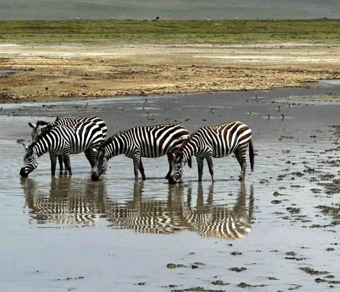 Ngorongoro Crater12