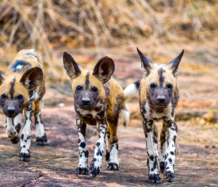 Nyerere National Park13