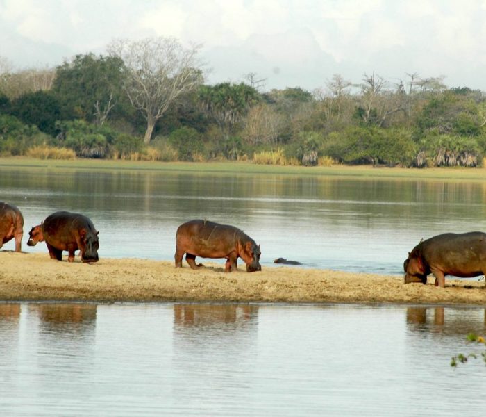 Nyerere National Park14