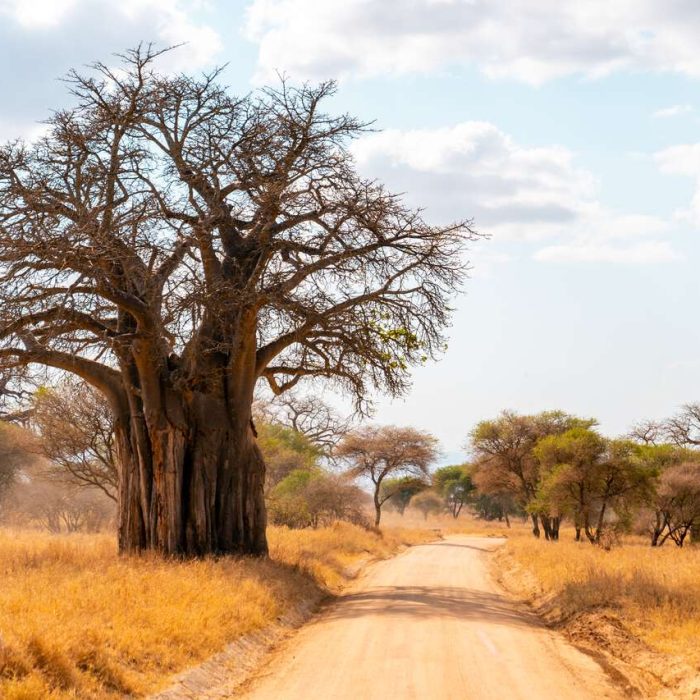 Tarangire National Park baobab