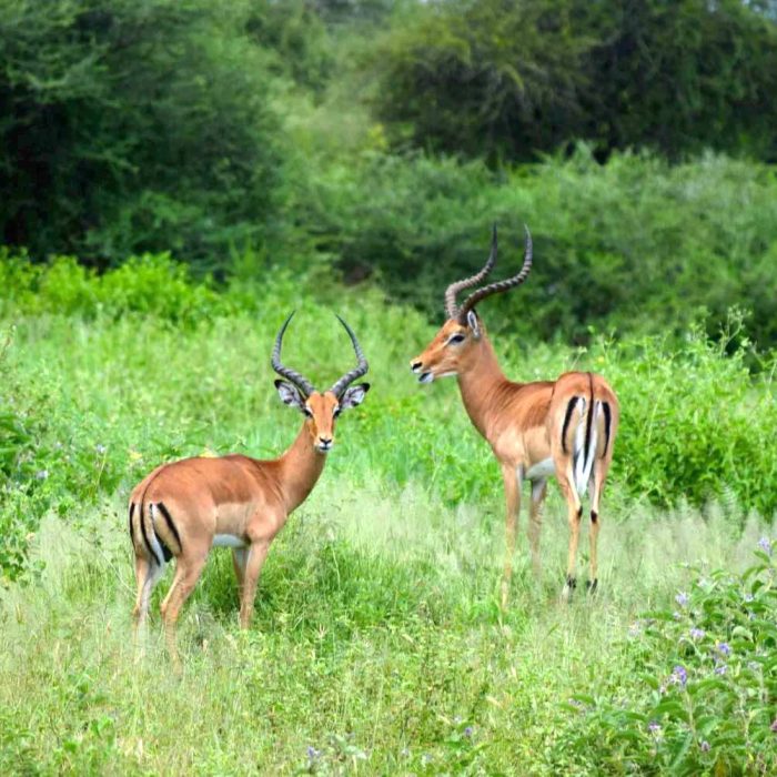 Tarangire National Park144