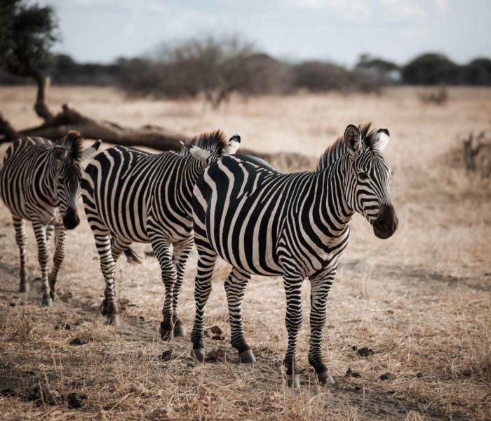 Tarangire National Park23