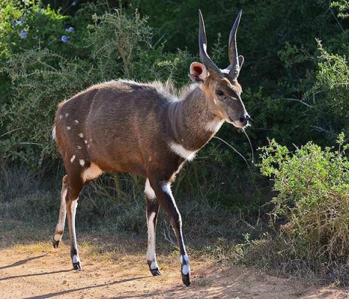 bushbuck mahale