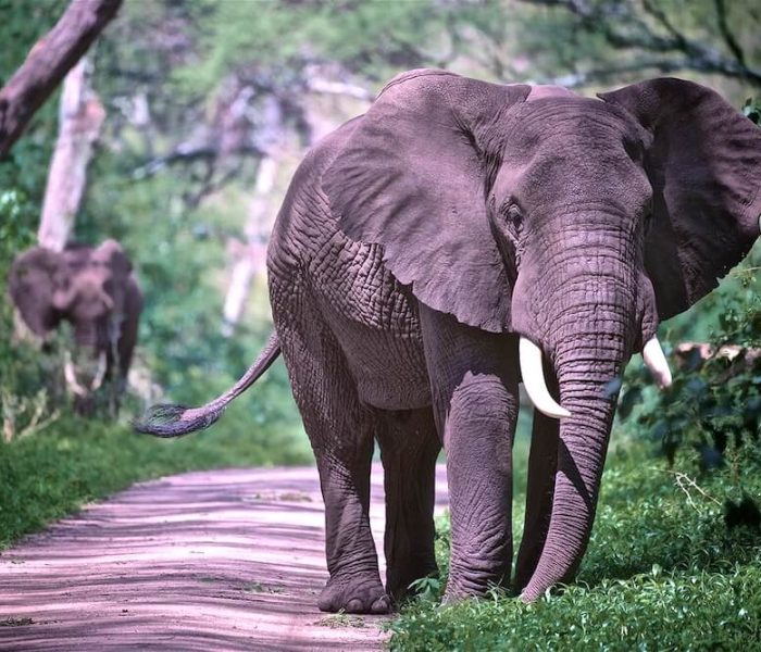manyara elephant