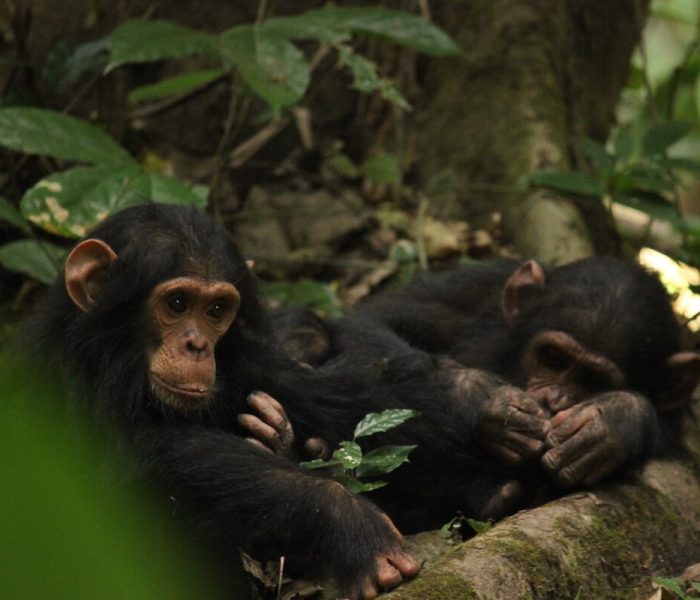 Gombe national park12