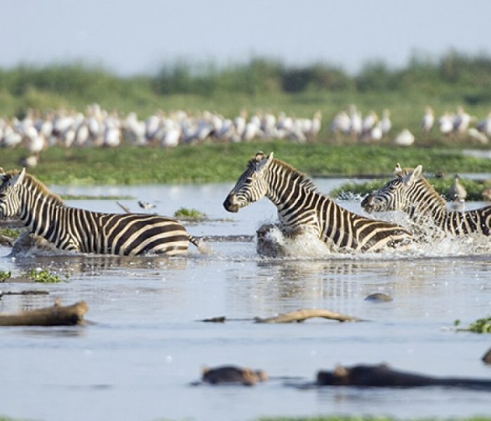 Lake Manyara National Park day trip4