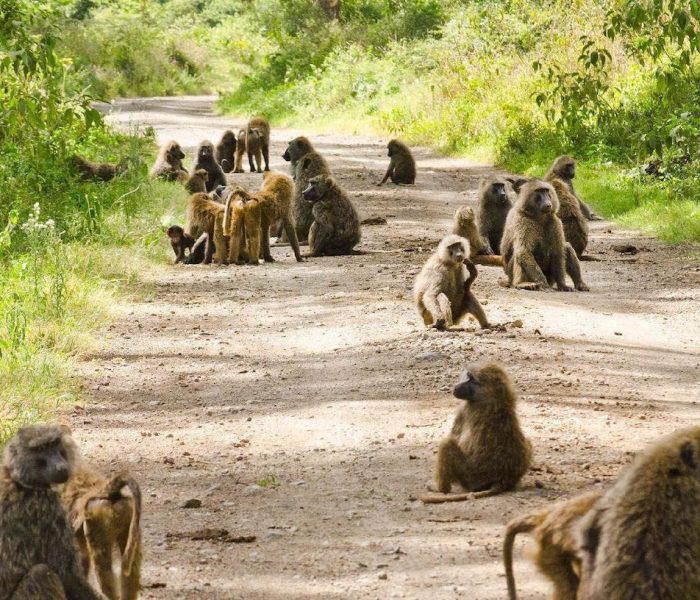 Lake Manyara National Park day trip6