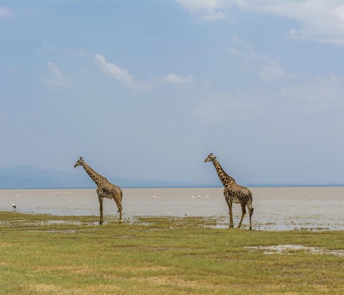 Lake Manyara National Park4