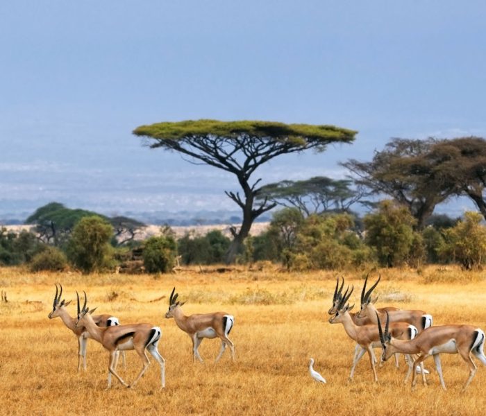 Mikumi National Park33