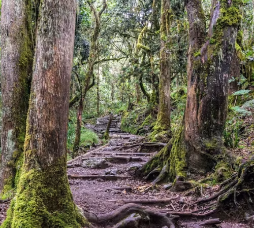 Mount Kilimanjaro Day Hike5