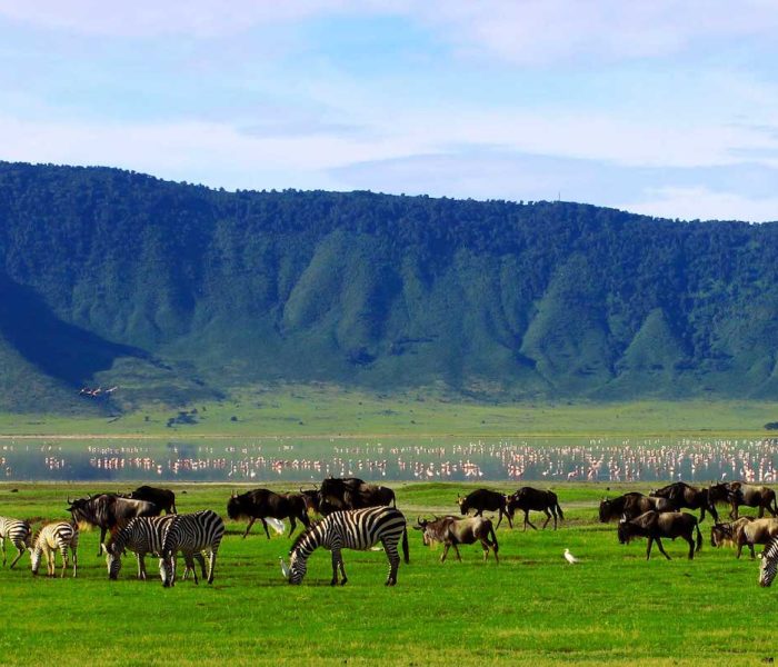 Ngorongoro Crater day trip1