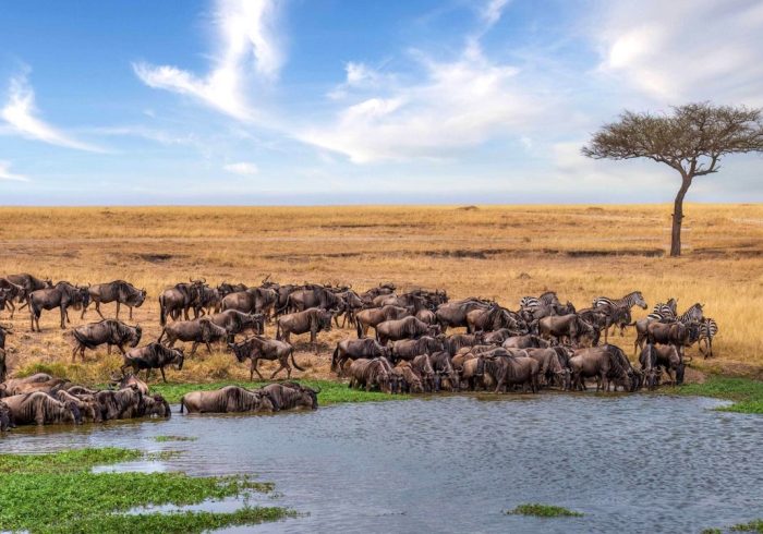 Serengeti National Park2