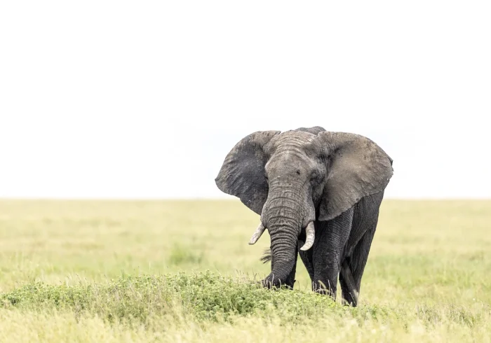 Serengeti National Park23
