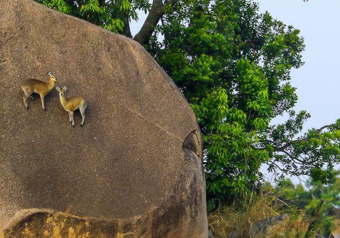 Serengeti National Park34