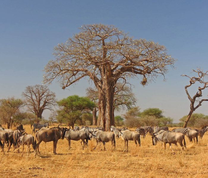 Tarangire National Park12