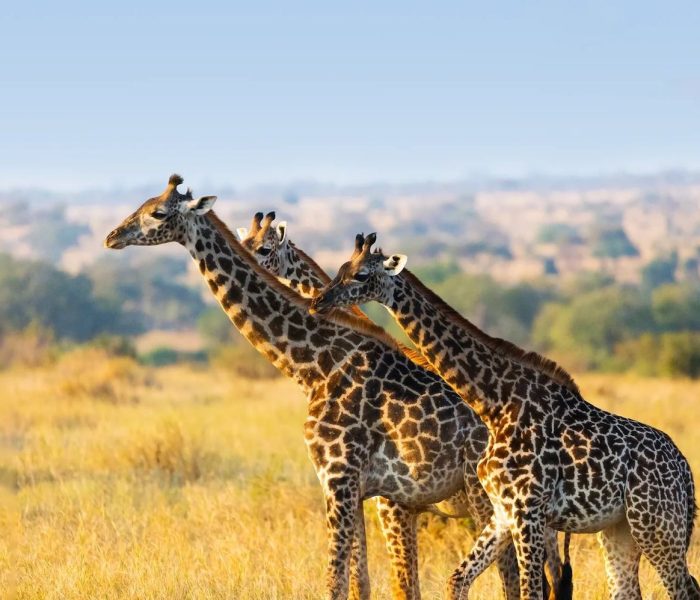 Tarangire National Park66